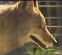 coyote