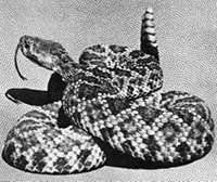 rattlesnake