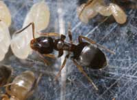 Ant