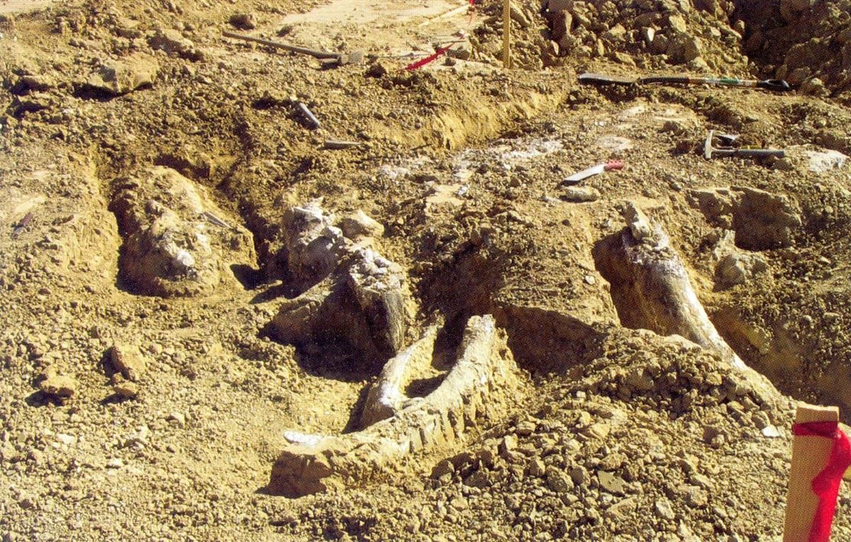 Tusks being unearthed from the ground