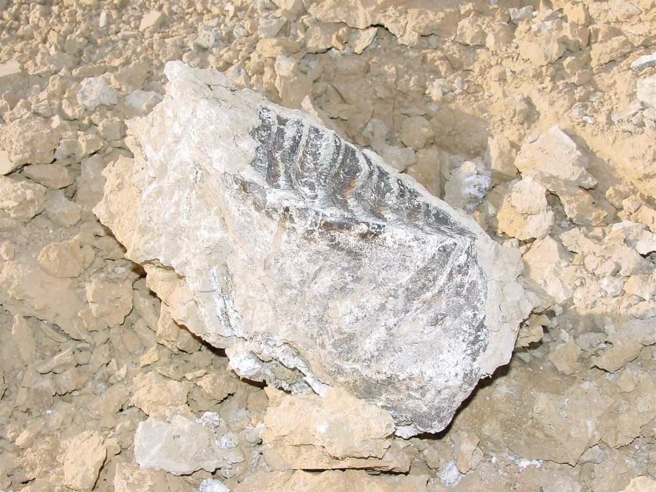 Fossils on Ground